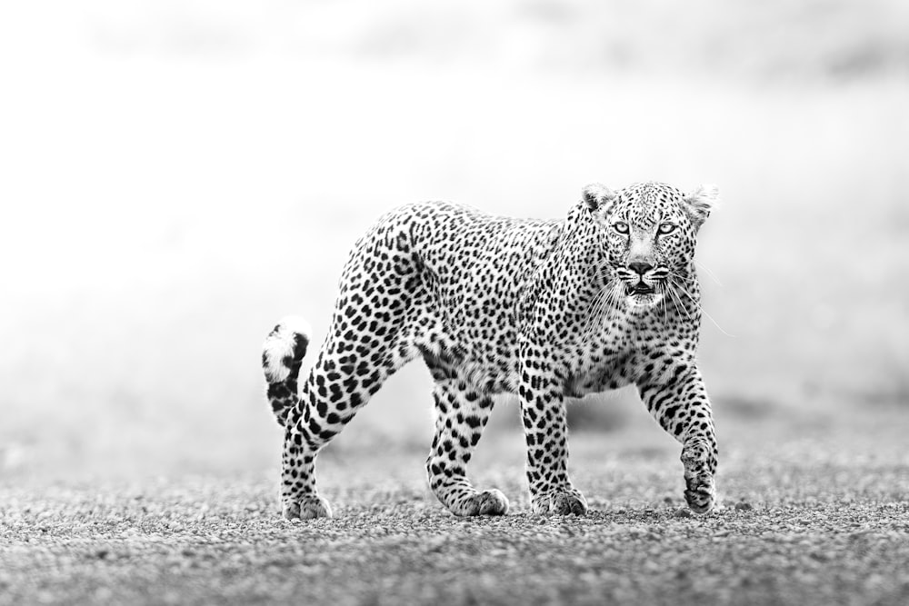 a black and white photo of a cheetah