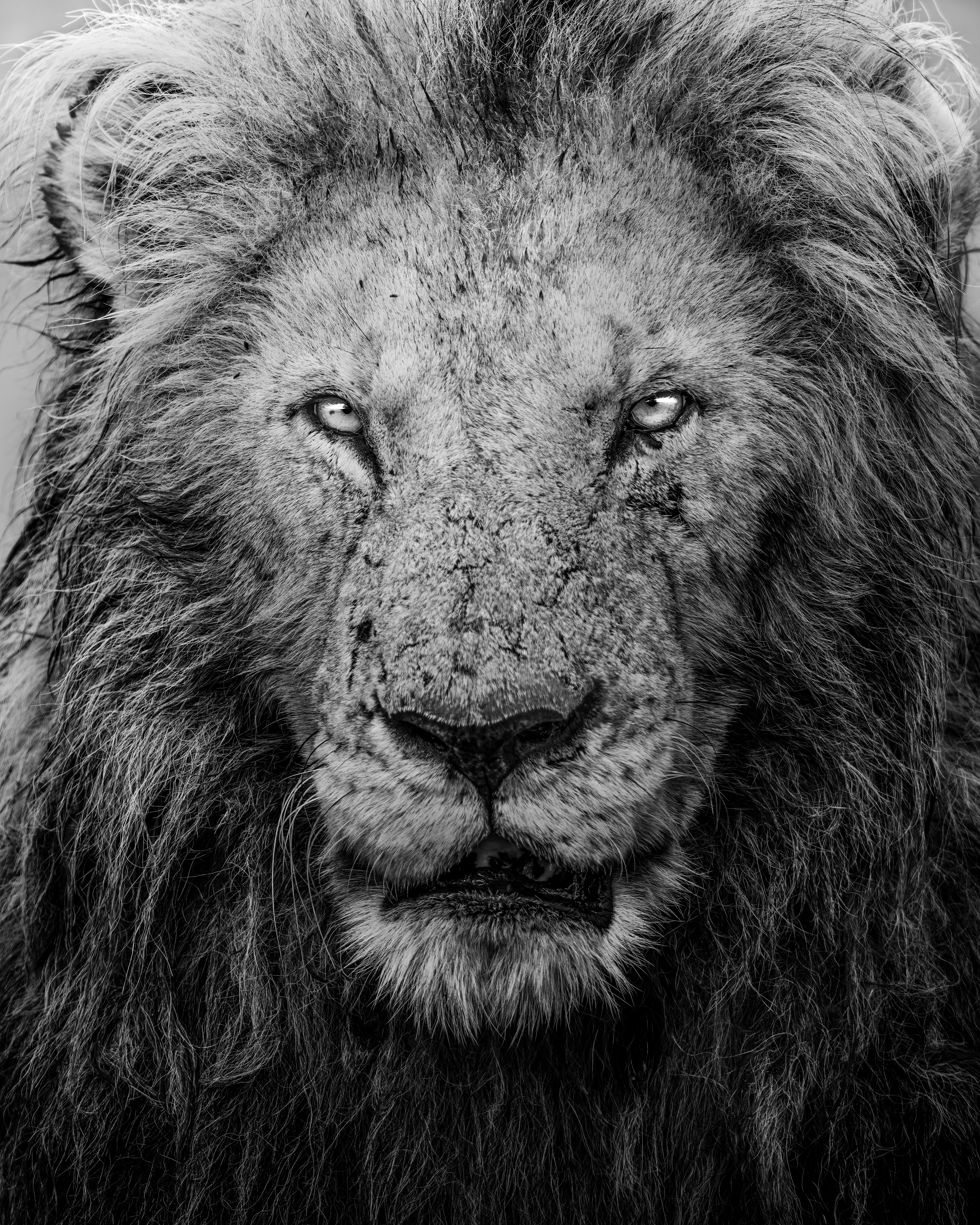 a black and white photo of a lion
