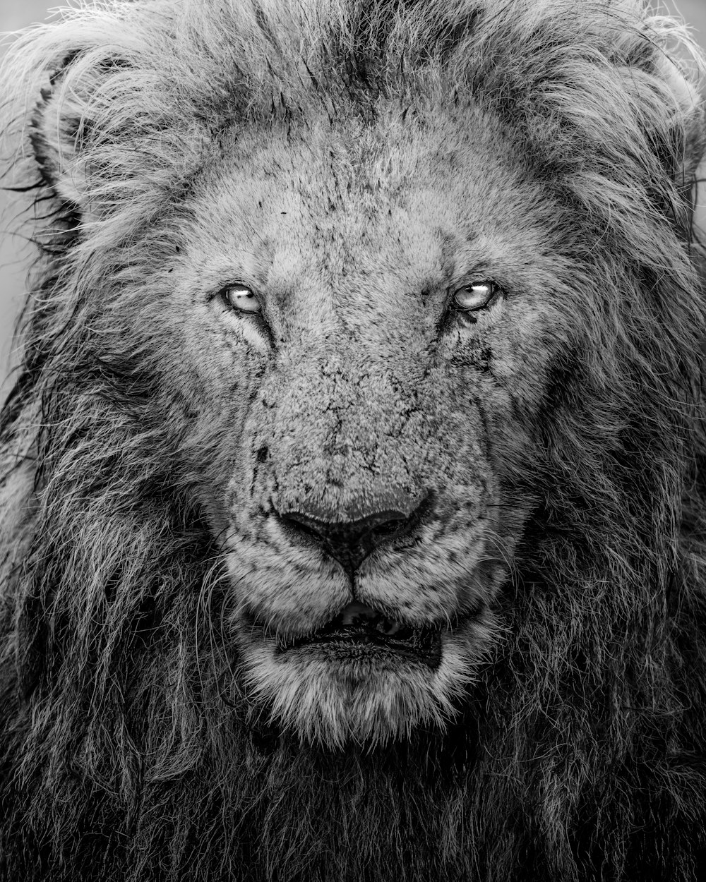 a black and white photo of a lion