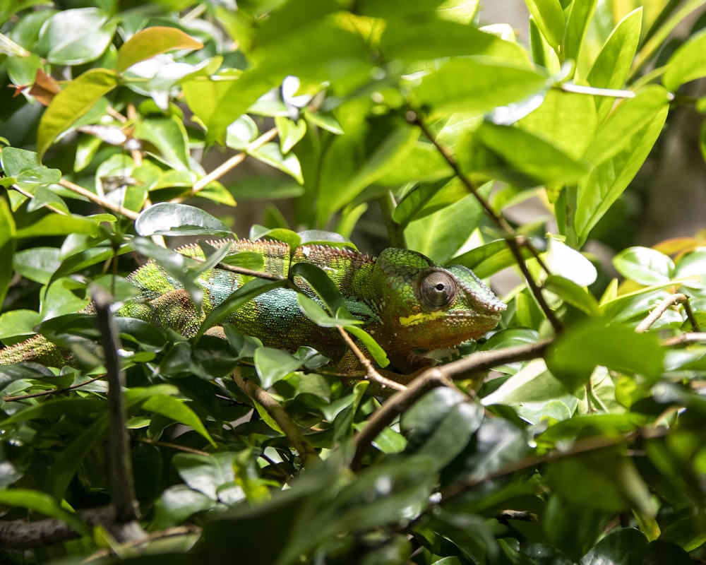 a green chamelon sitting on top of a tree branch