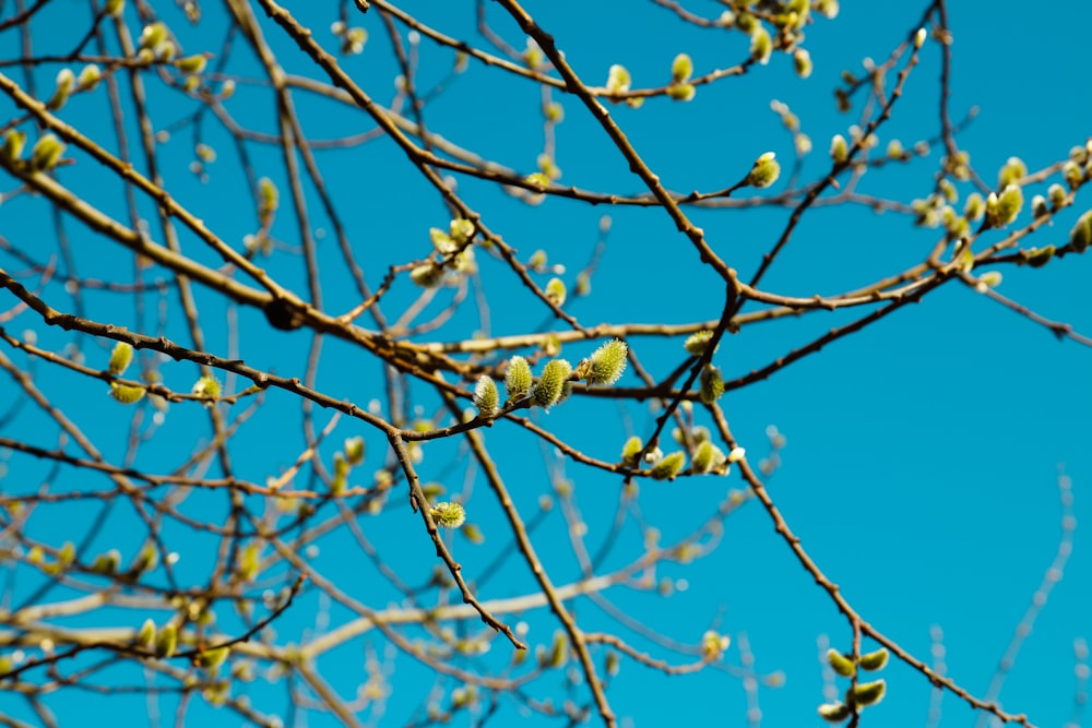 the branches of a tree with green leaves against a blue sky