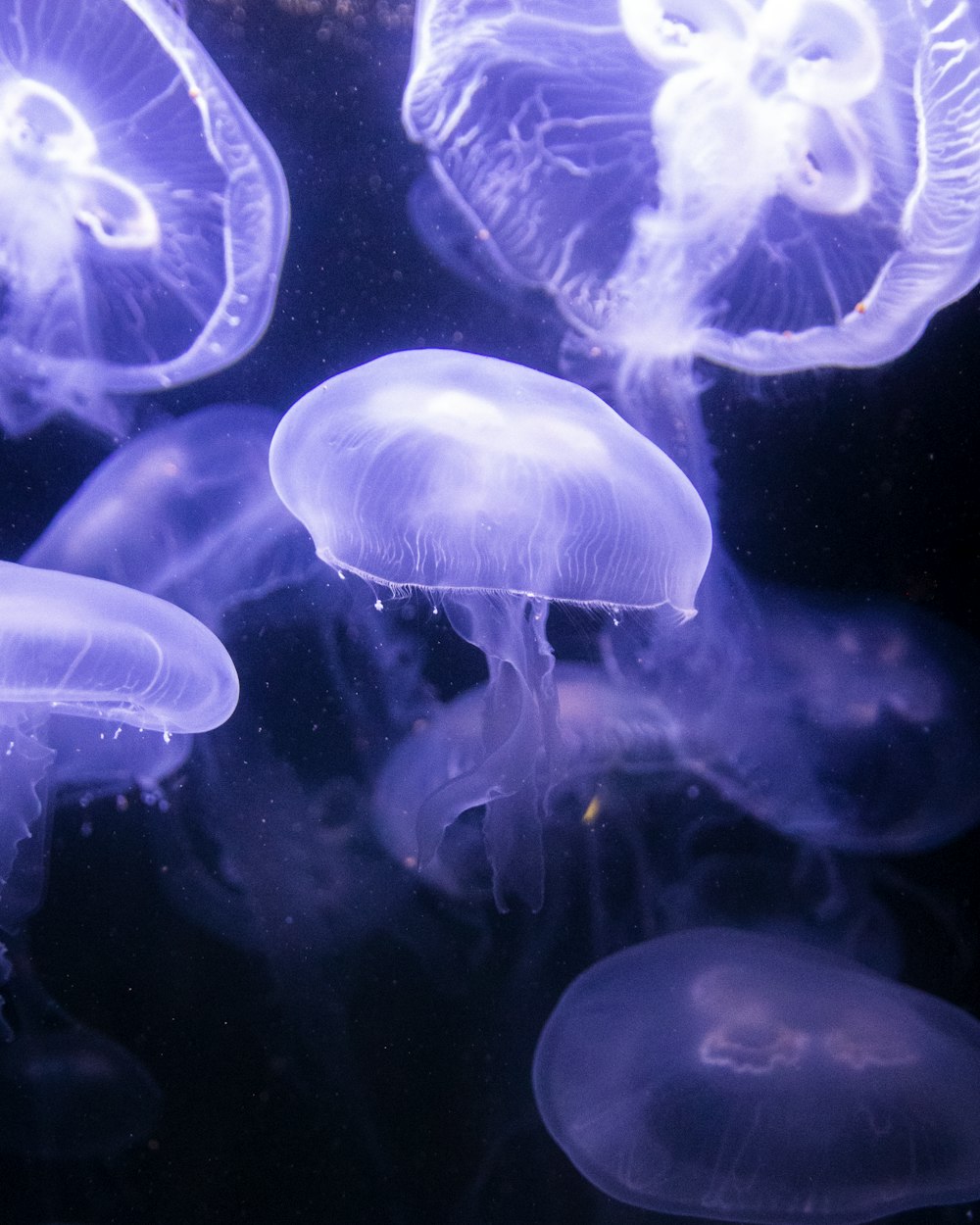 a group of jellyfish swimming in a tank