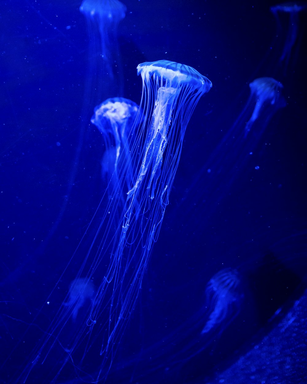 a group of jellyfish swimming in an aquarium