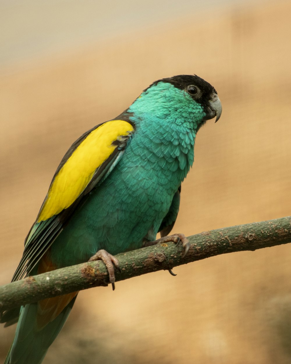 a green and yellow bird sitting on a branch