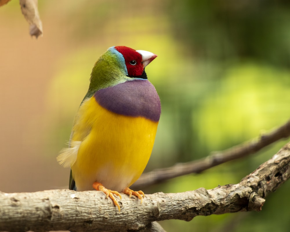 a colorful bird perched on a tree branch