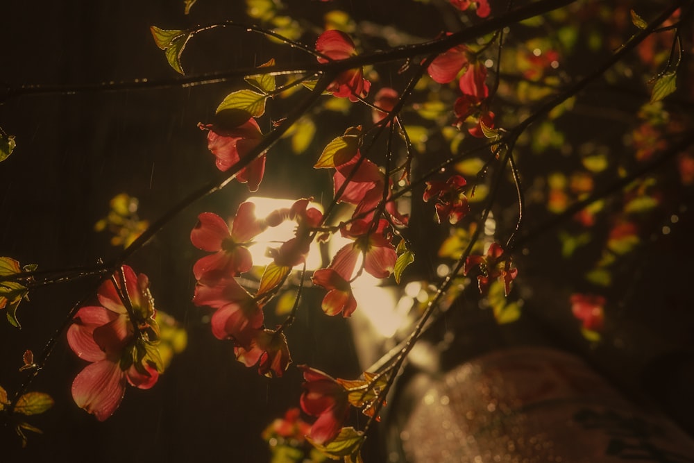 a close up of a tree with red flowers