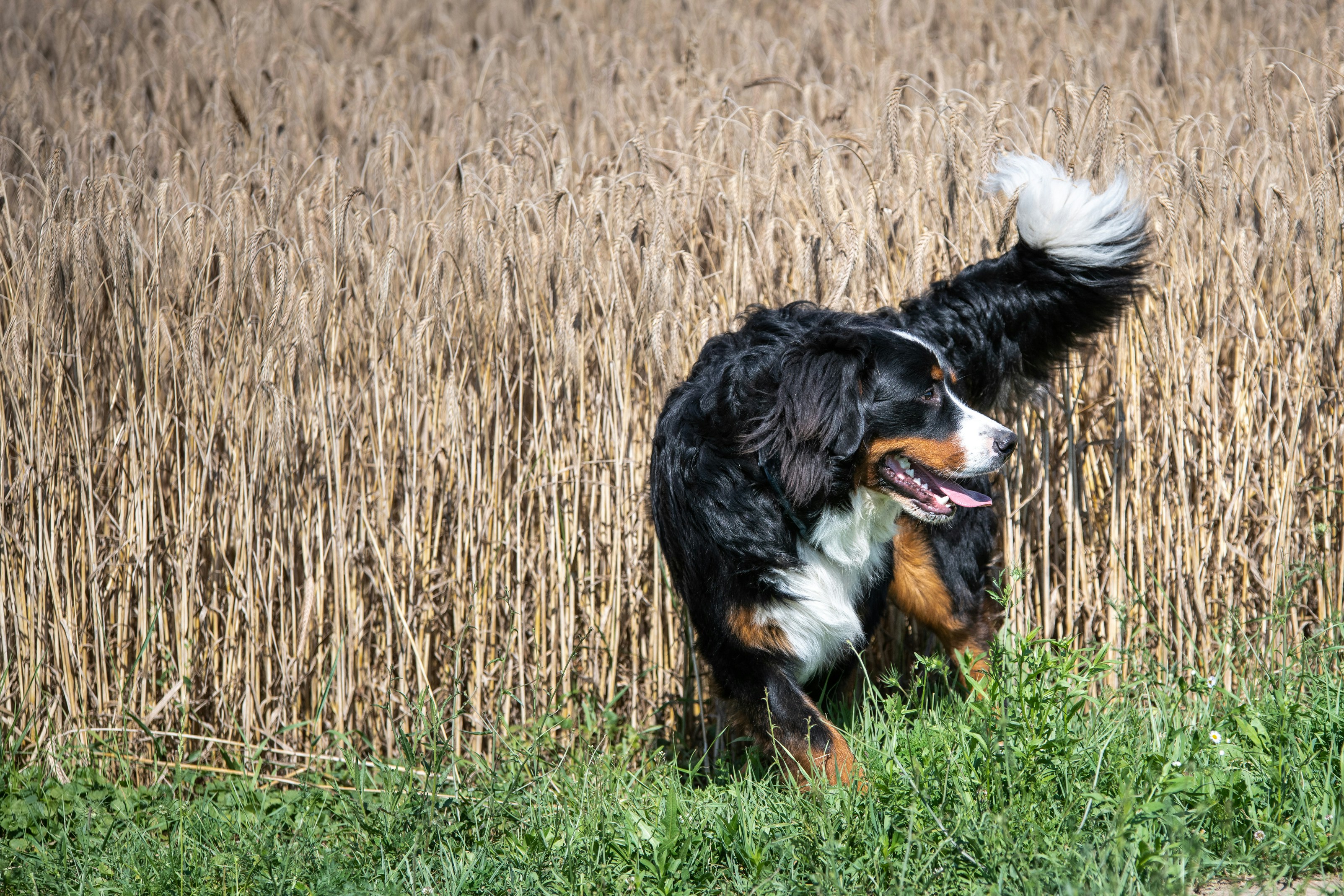 um cão correndo através de um campo de grama alta