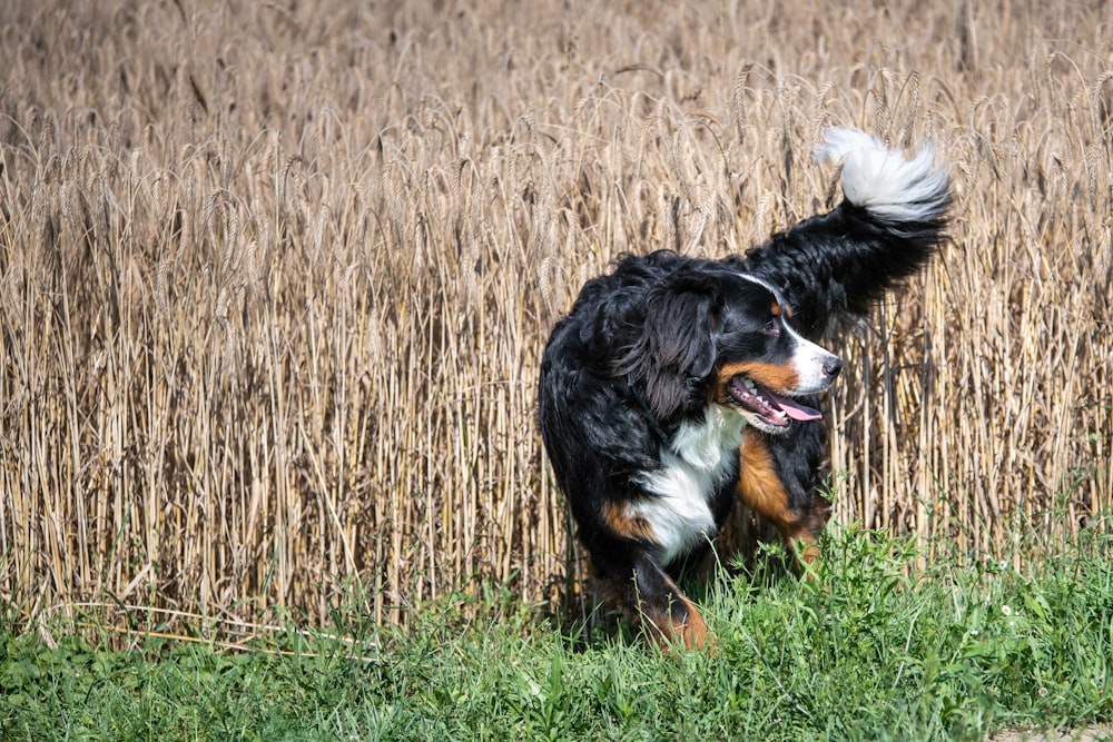 a dog running through a field of tall grass