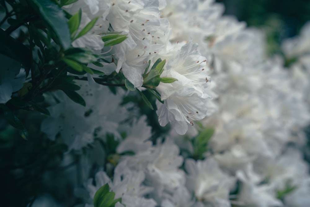 a close up of white flowers with green leaves