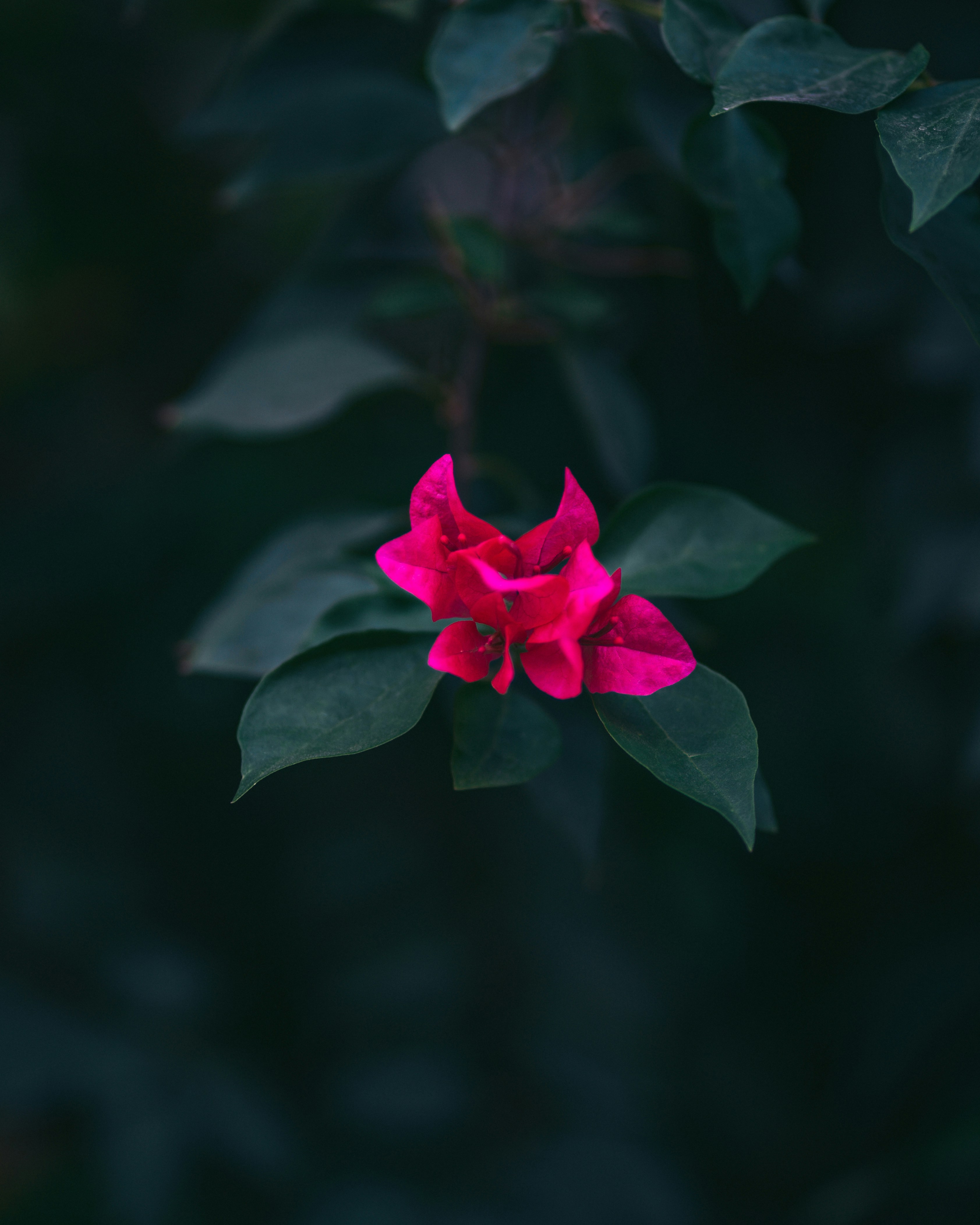 Photo by singhrupinder