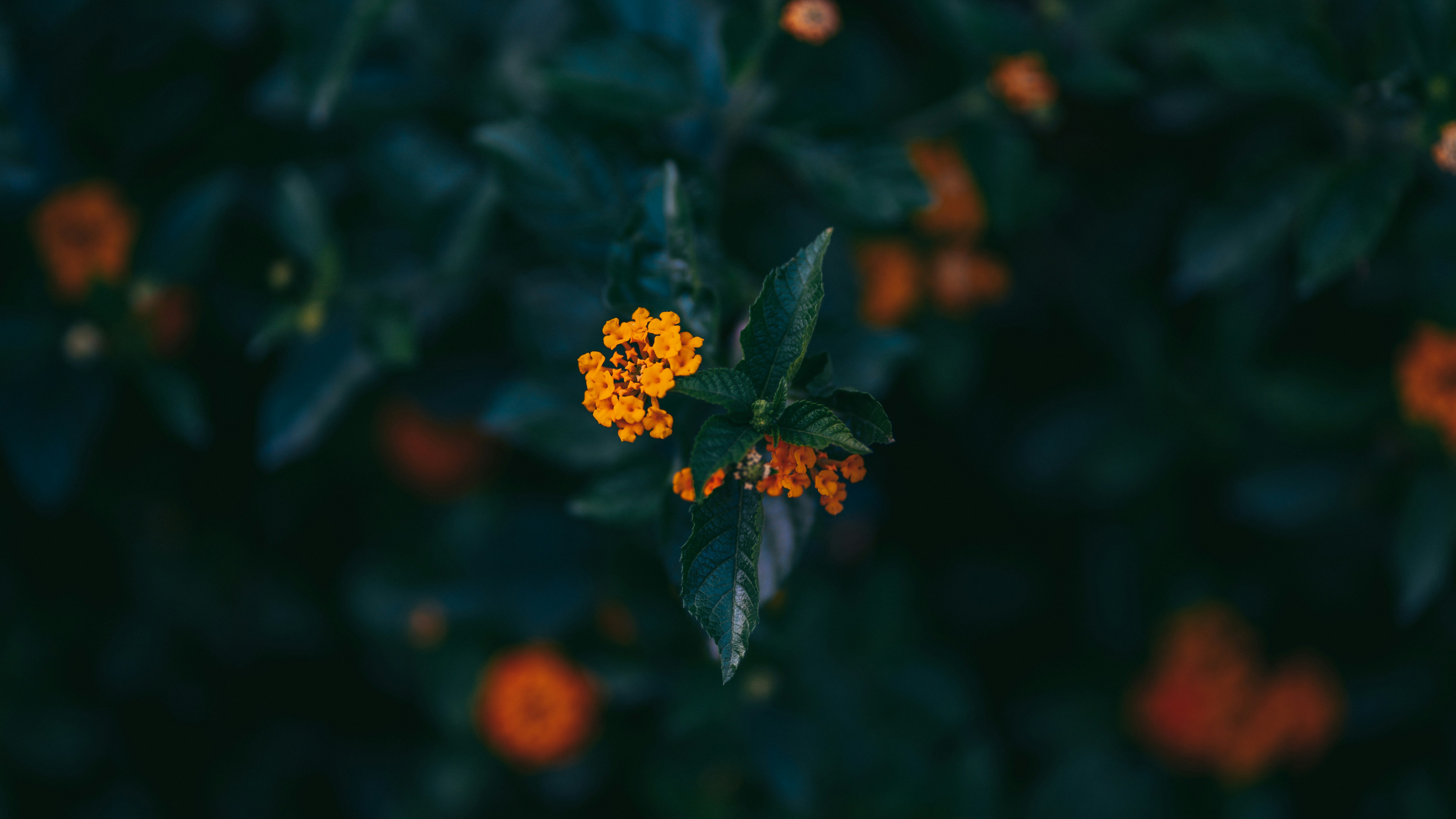 Photo by singhrupinder