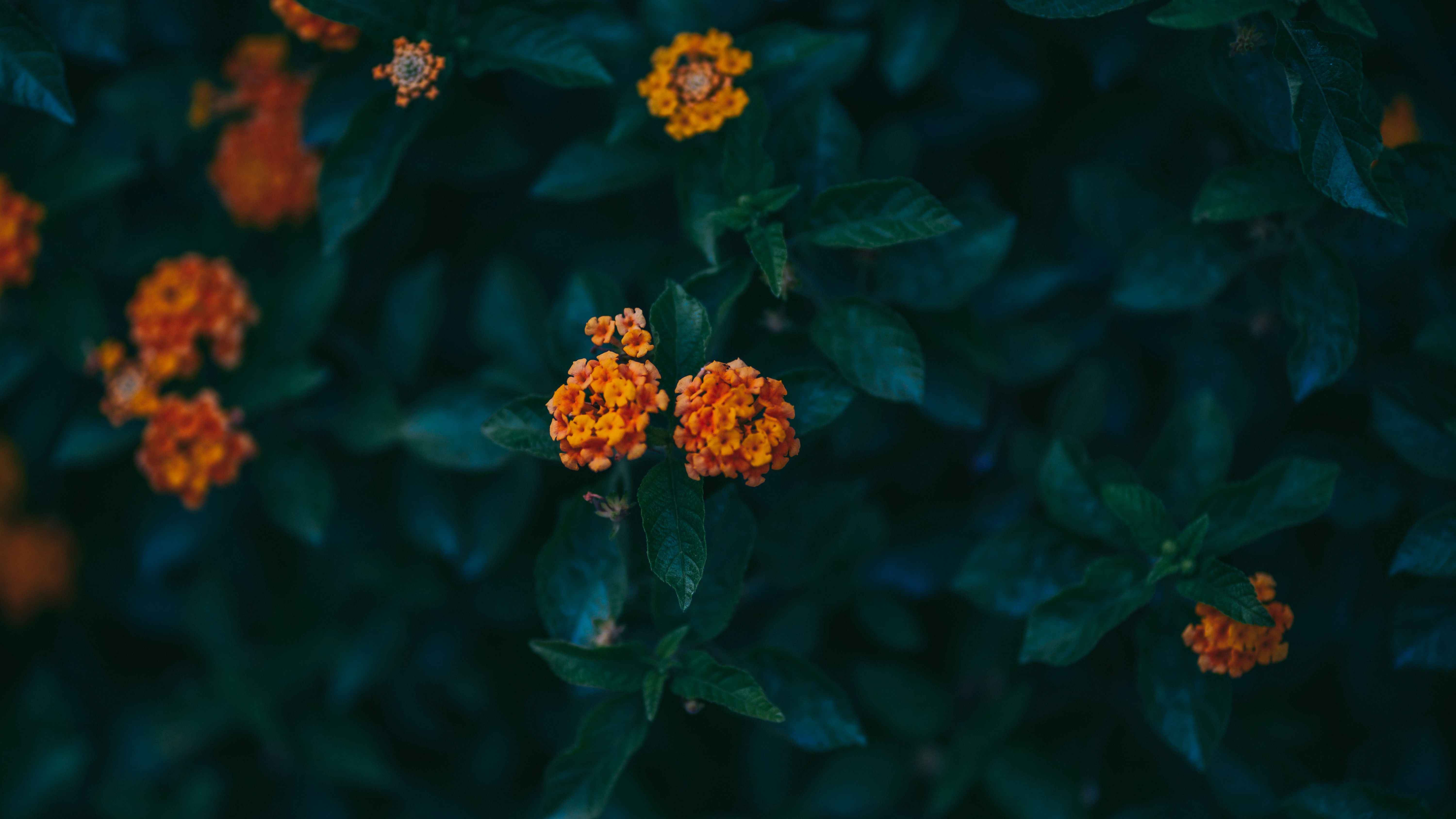 Photo by singhrupinder