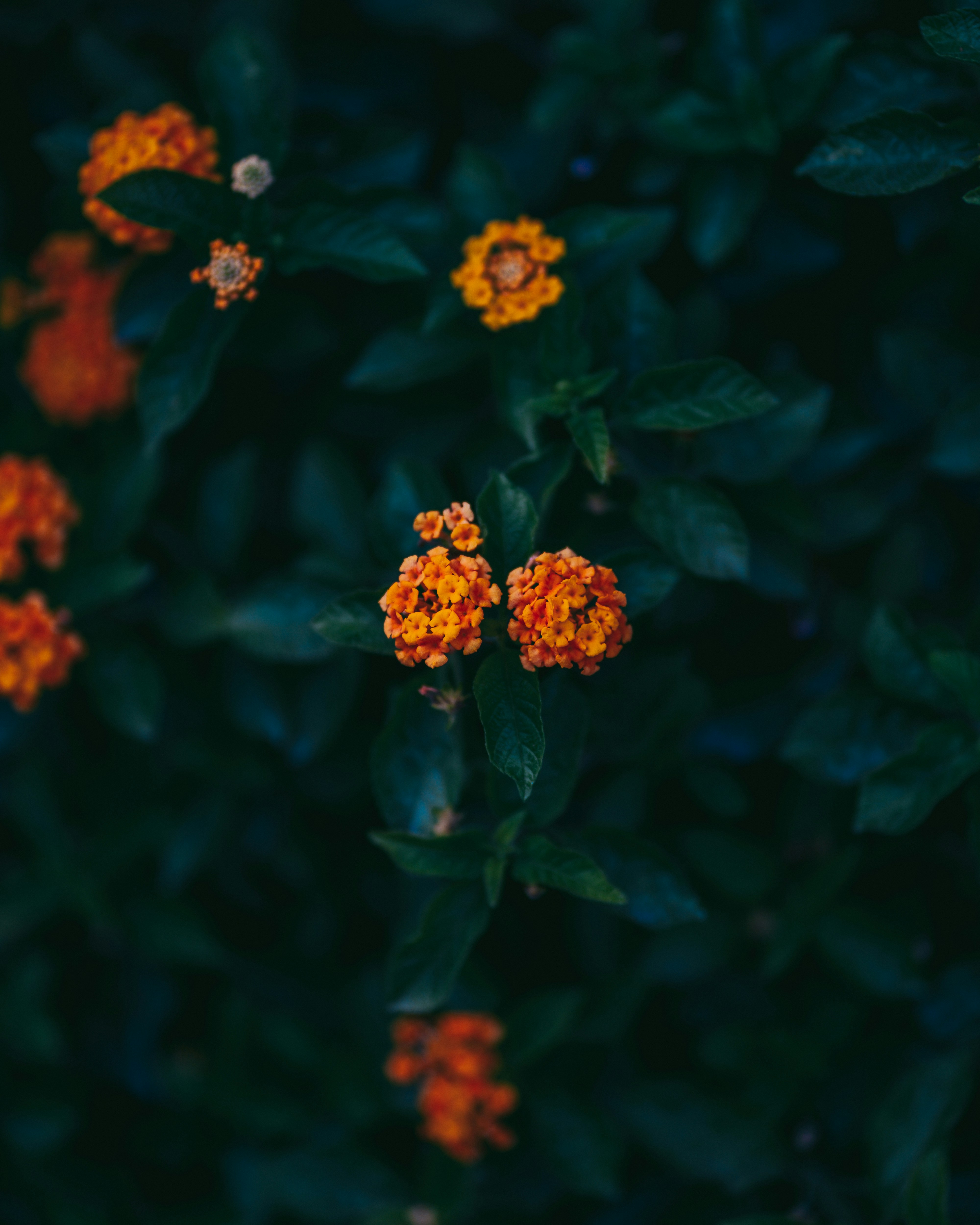 Photo by singhrupinder