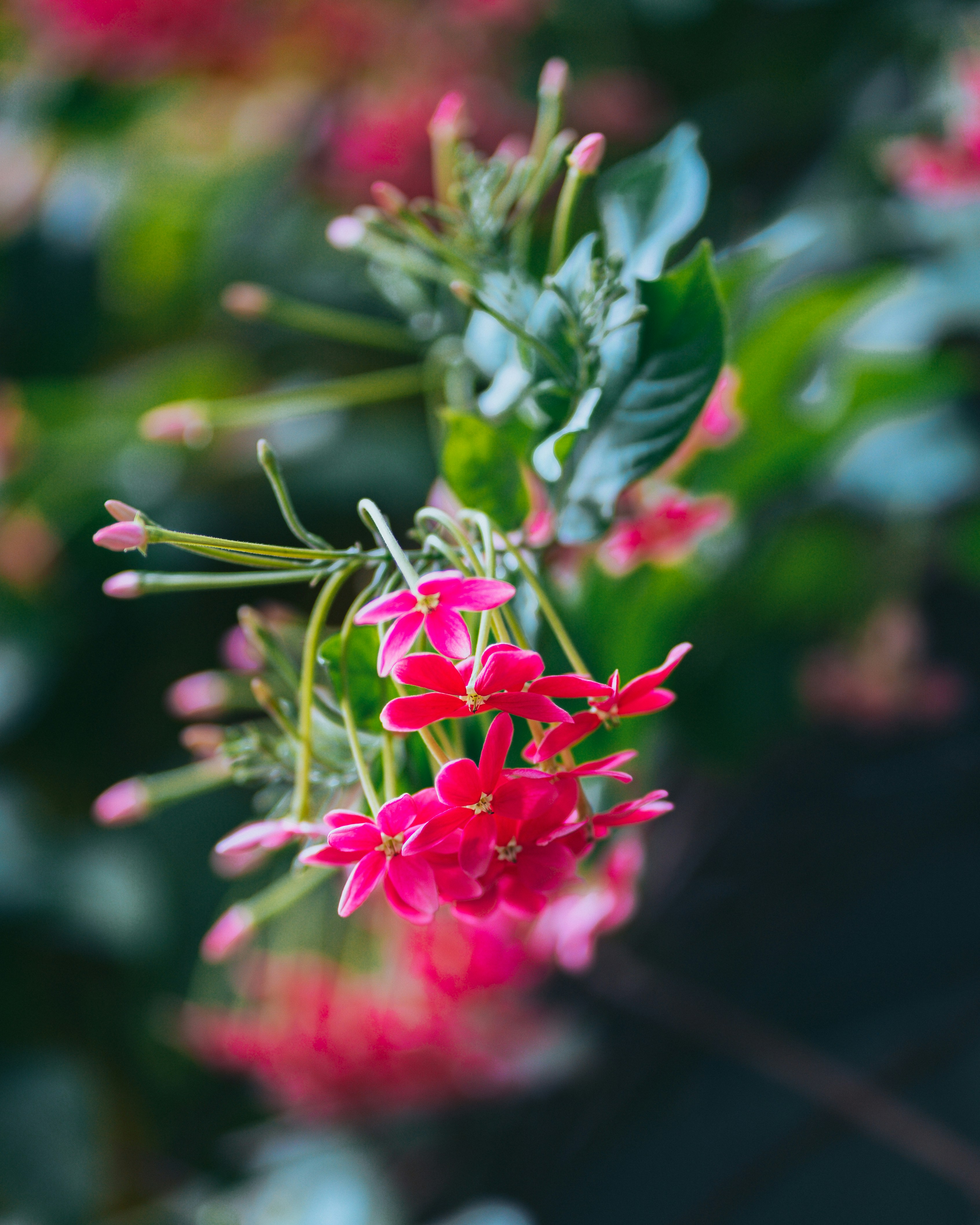 Photo by singhrupinder