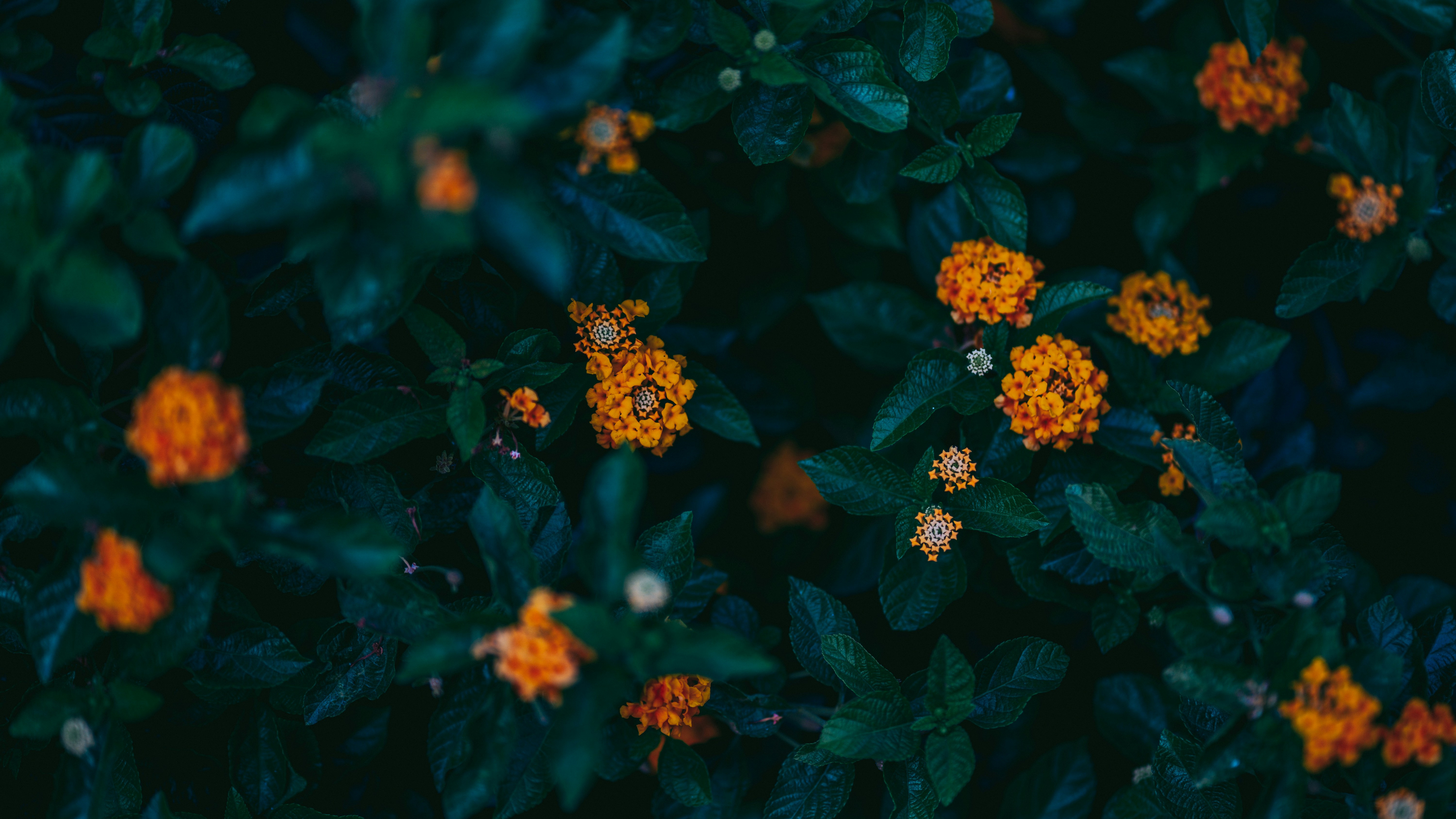 Photo by singhrupinder