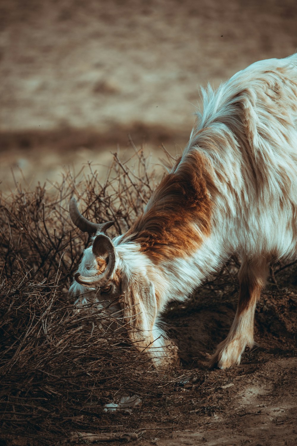 a brown and white goat standing on top of a dry grass field