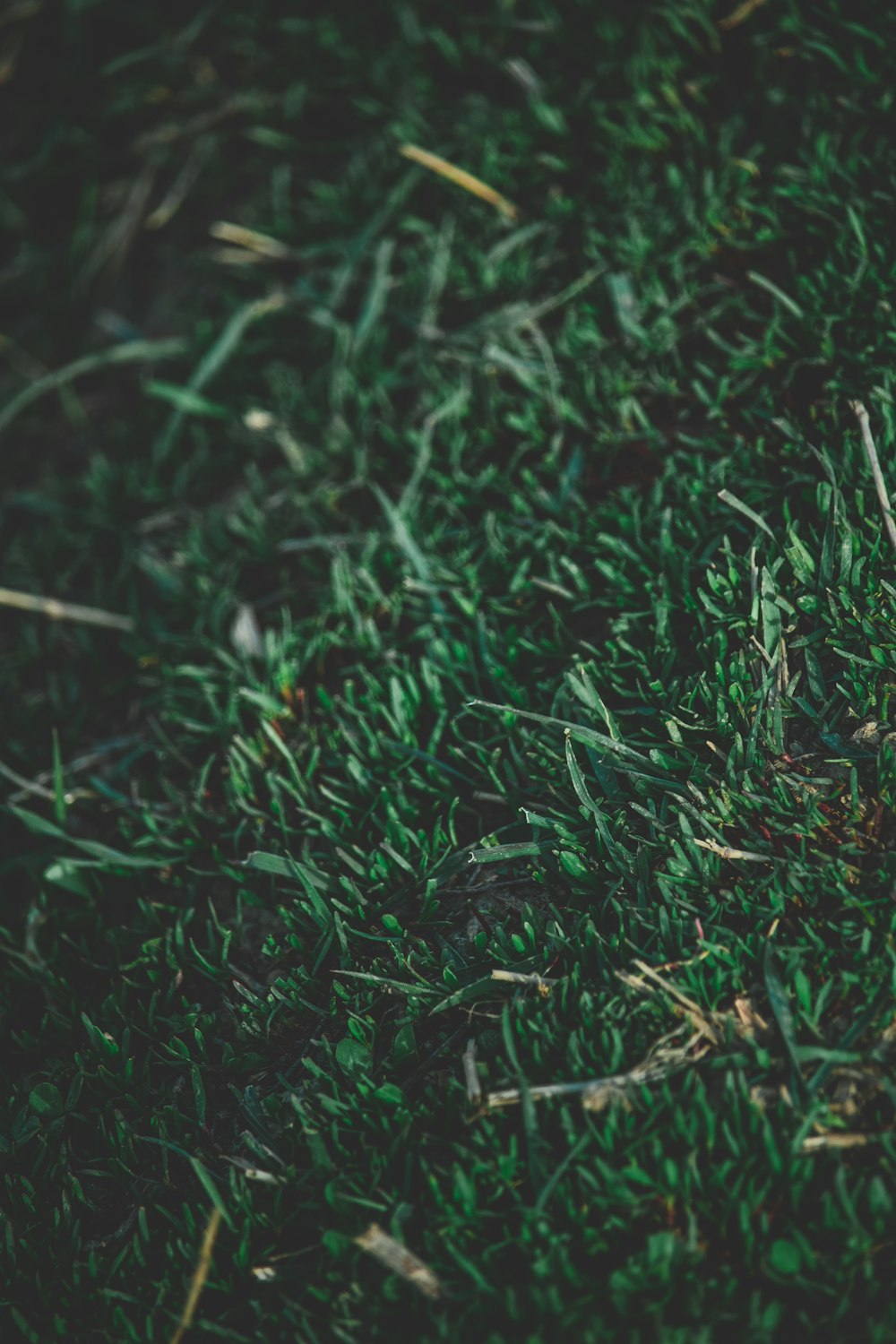 a teddy bear sitting on top of a lush green field