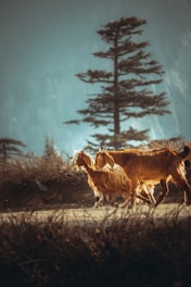 a couple of animals that are walking in the grass