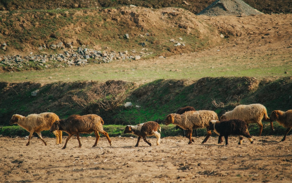 a herd of sheep walking across a dirt field