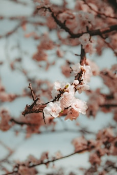 A serene close-up of cherry blossom petals gently falling against a soft blue sky.