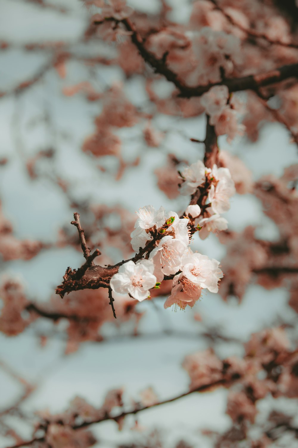 a branch of a tree with pink flowers