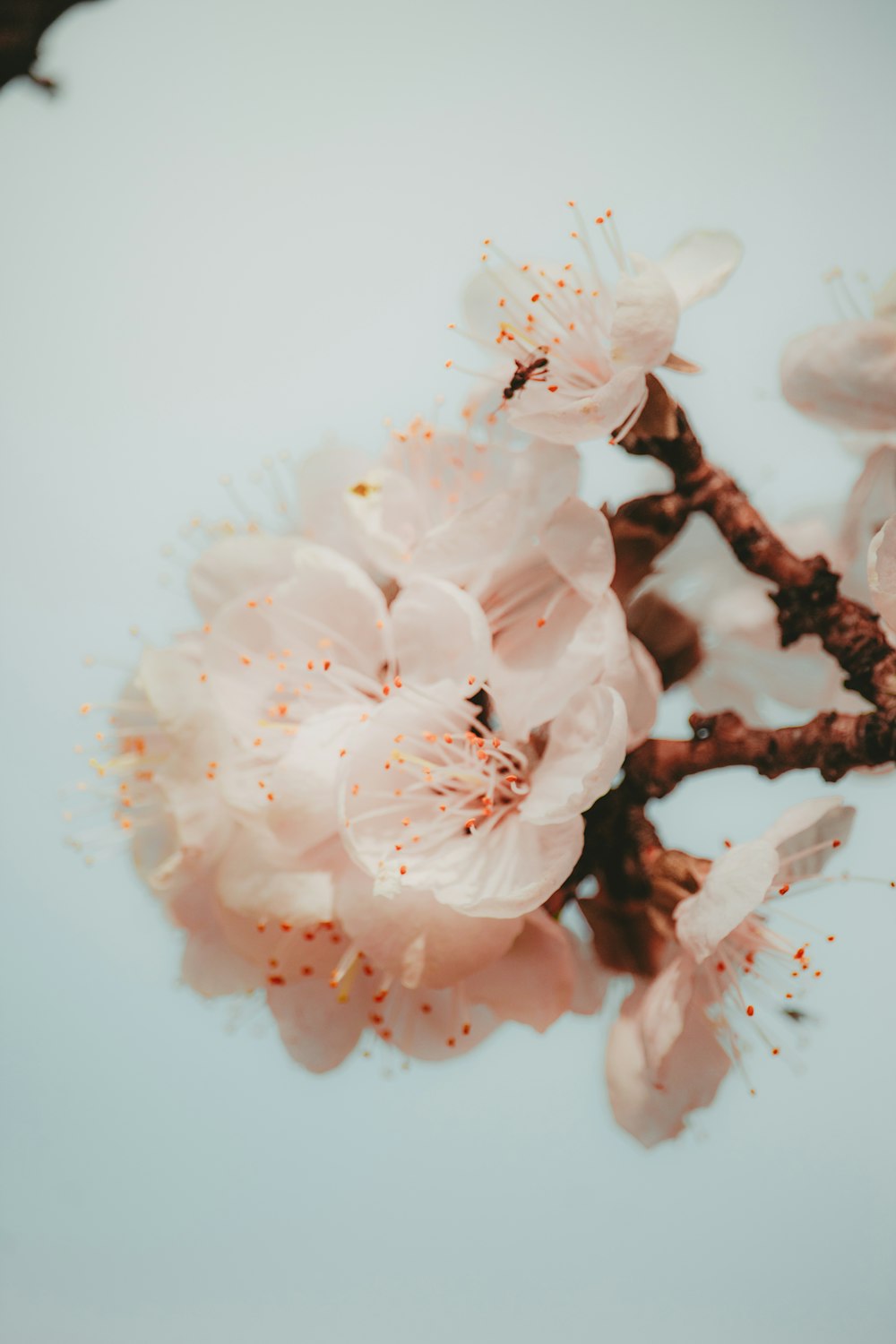 a close up of a branch with flowers on it