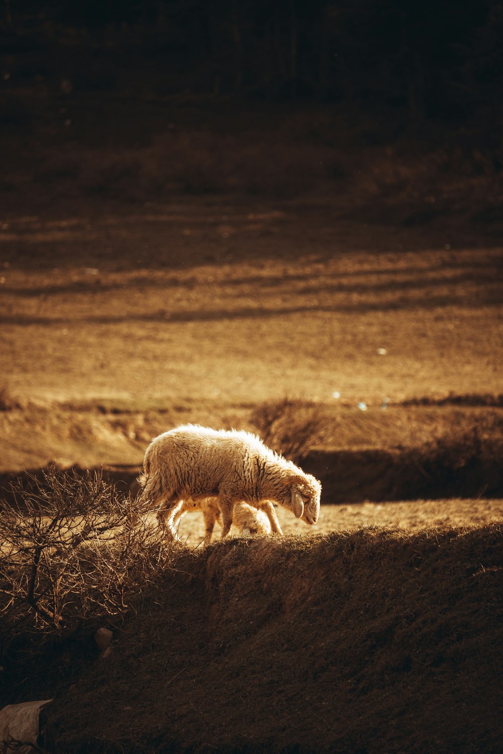 a sheep grazes on grass in a field