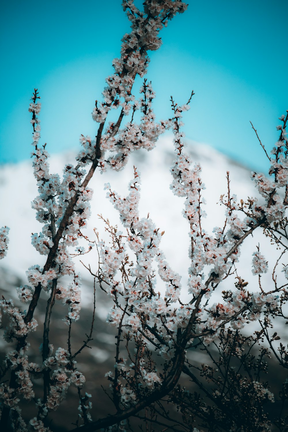 a tree with white flowers in front of a mountain