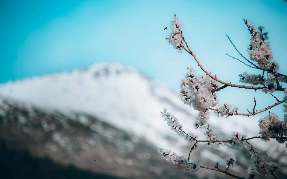 a snow covered tree branch with a mountain in the background