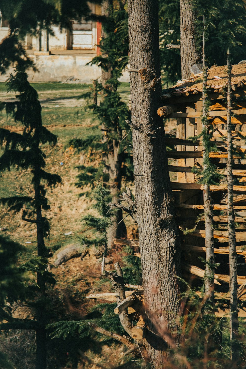 a pile of wood sitting in the middle of a forest