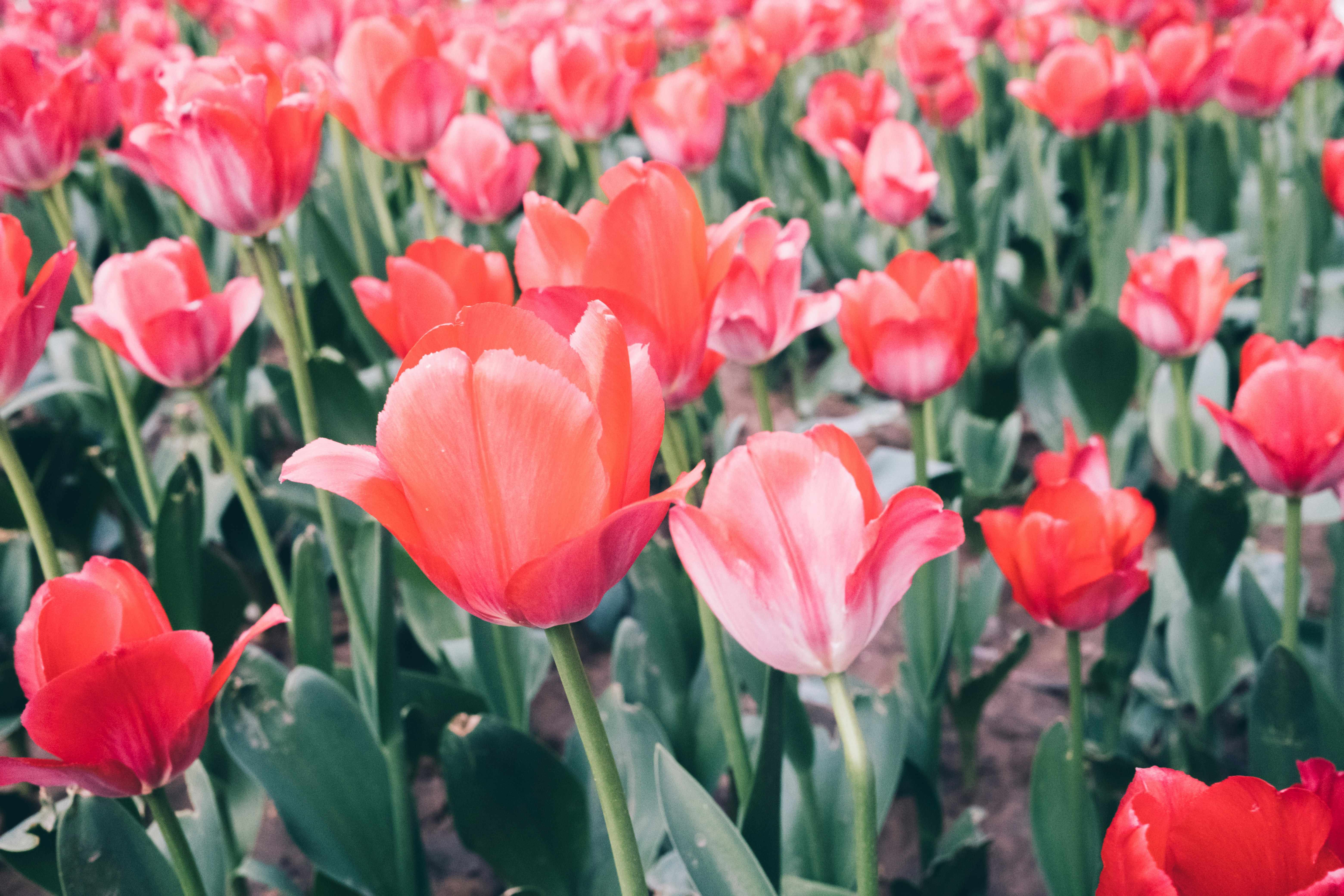 Photo by chriszhang0806