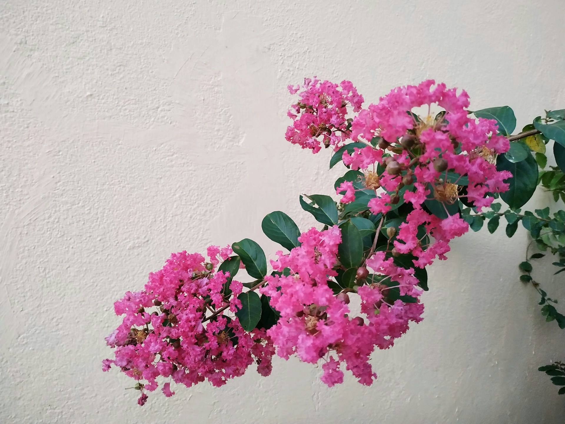 a plant with pink flowers on a white wall