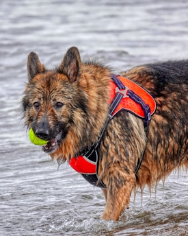 A large, long-haired dog is wading through water, wearing a bright red life vest. The dog holds a green tennis ball in its mouth, and its fur appears wet, suggesting it has been playing in the water.