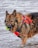 A large, long-haired dog is wading through water, wearing a bright red life vest. The dog holds a green tennis ball in its mouth, and its fur appears wet, suggesting it has been playing in the water.