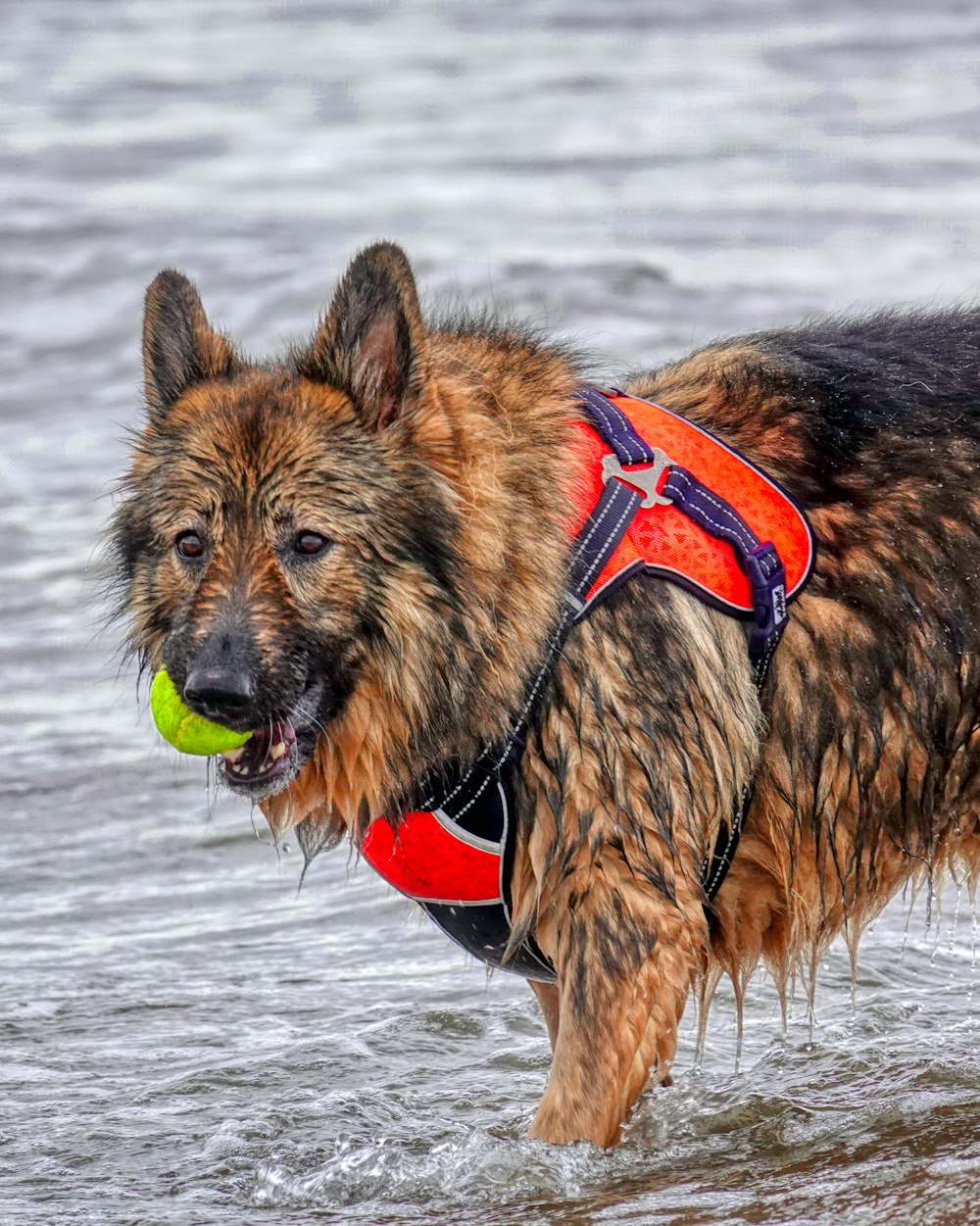 a dog in the water with a ball in its mouth