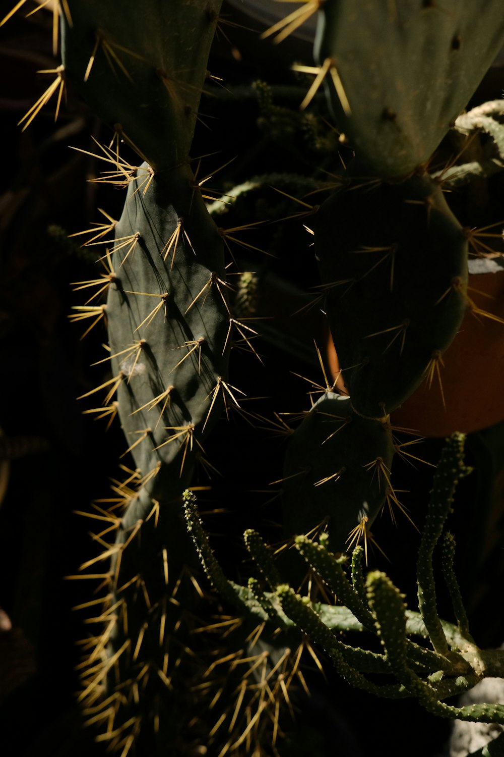 a close up of a cactus plant with lots of leaves