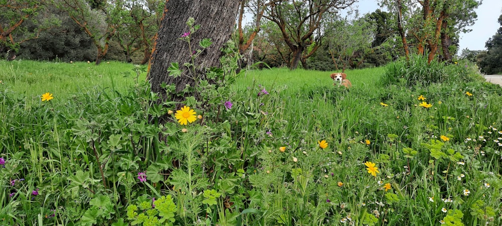 a dog walking through a lush green field