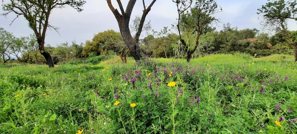 a field with lots of green grass and yellow flowers