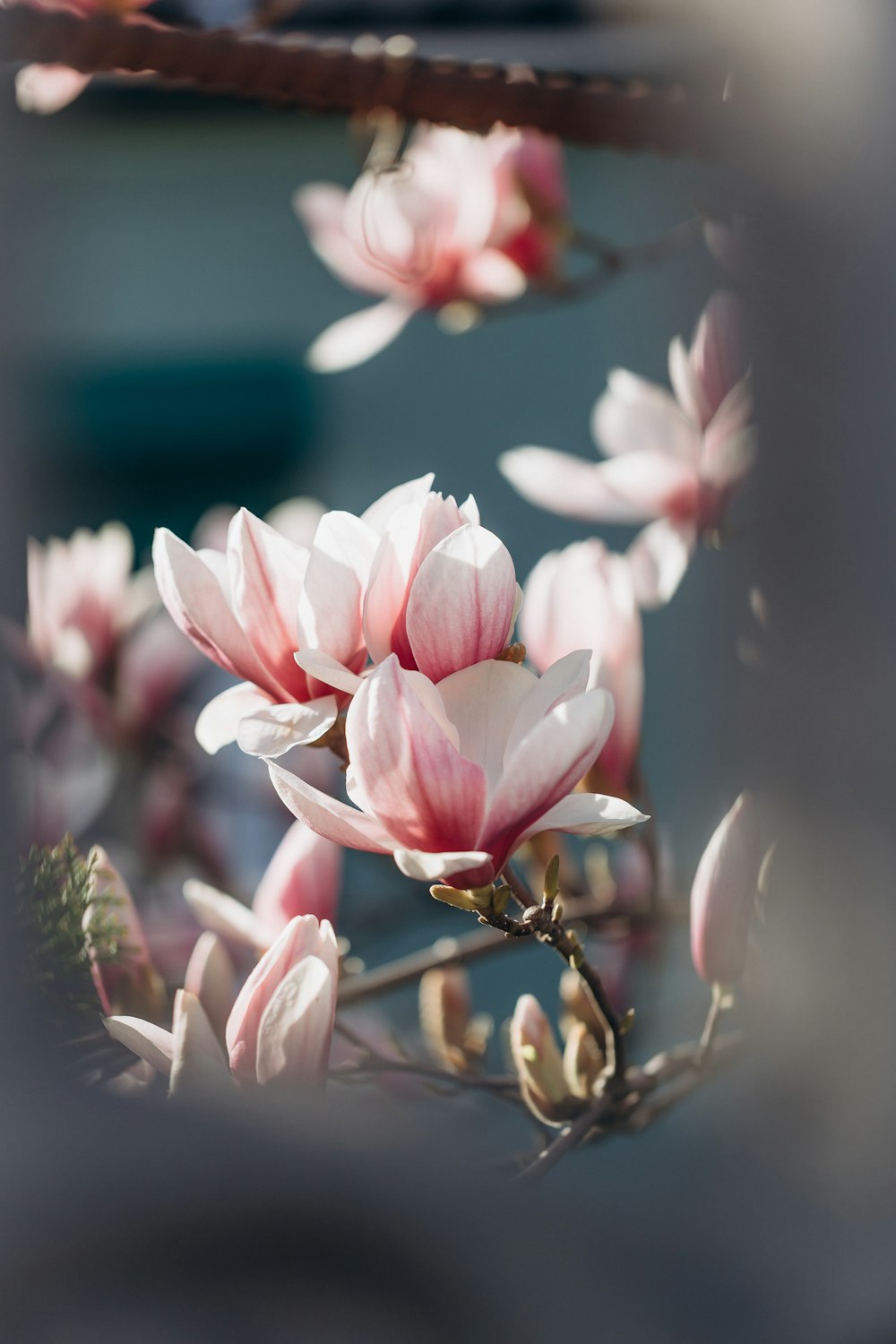 a bunch of pink flowers on a tree