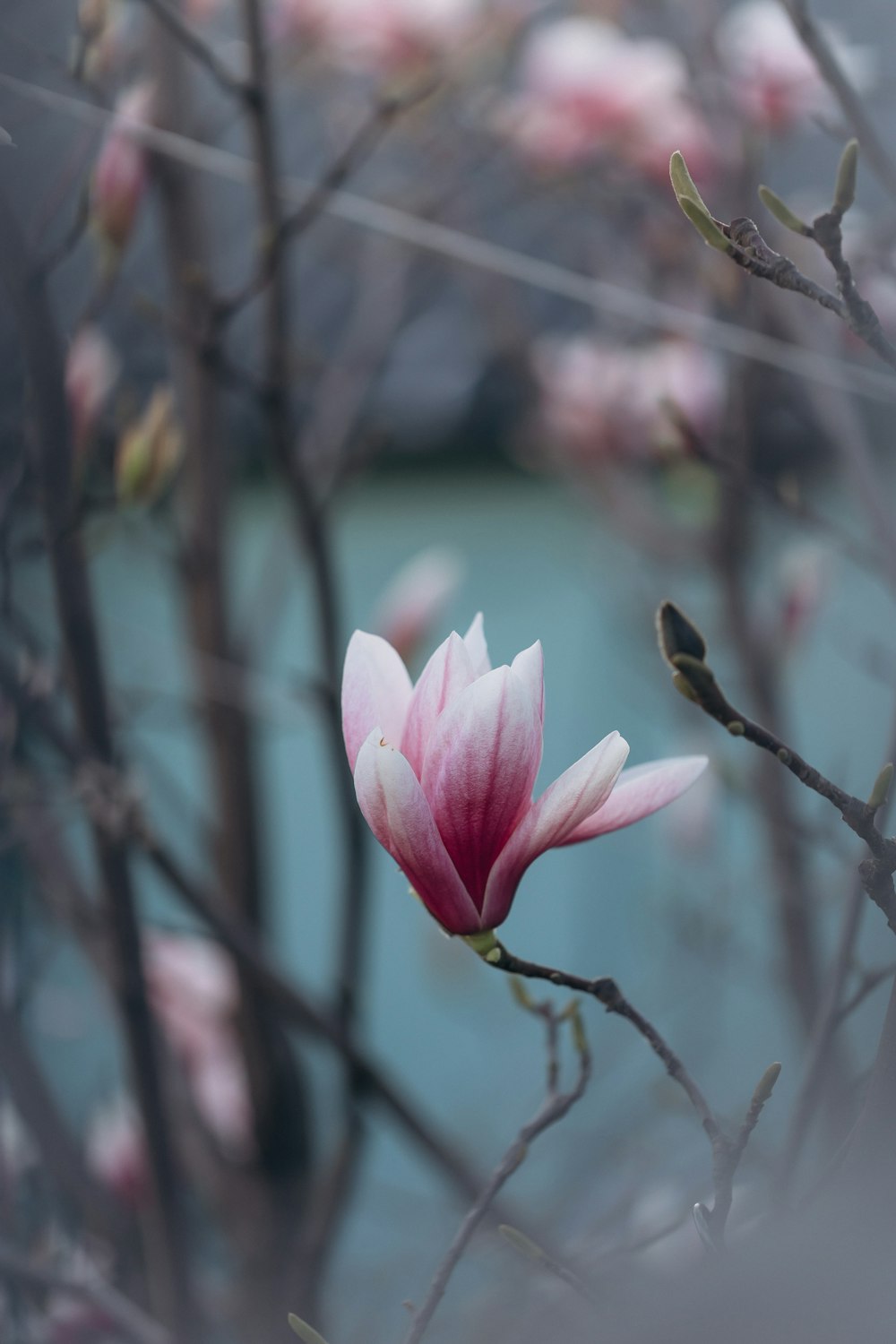 a pink flower is blooming on a tree branch