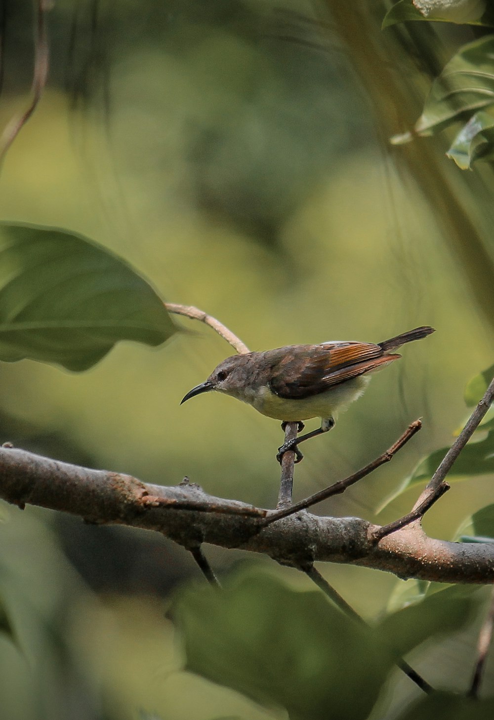 a small bird perched on a branch of a tree