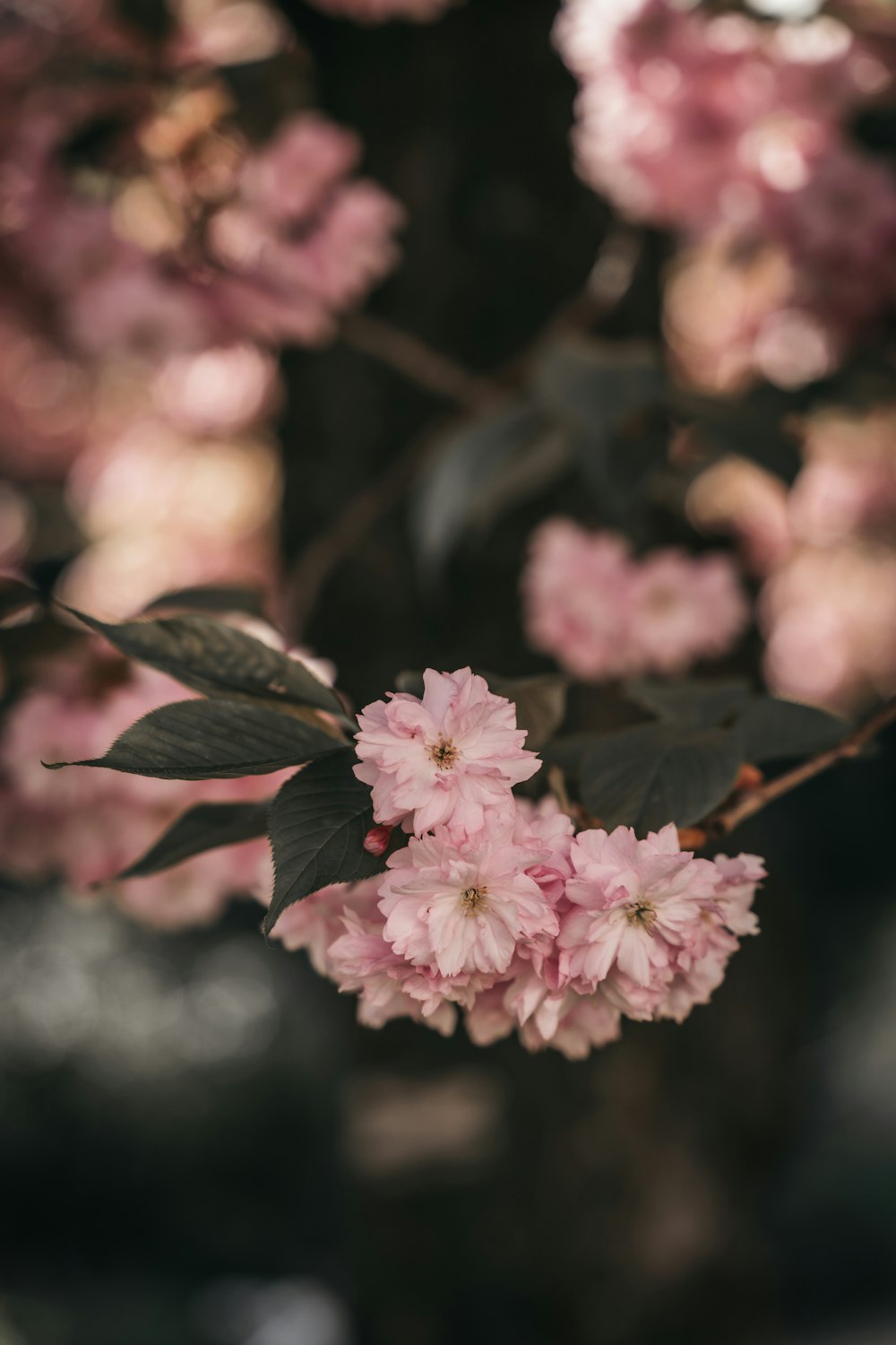 pink flowers are blooming on a tree branch