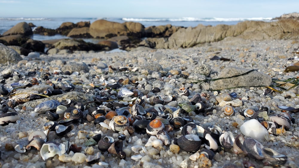 um monte de conchas que estão na areia