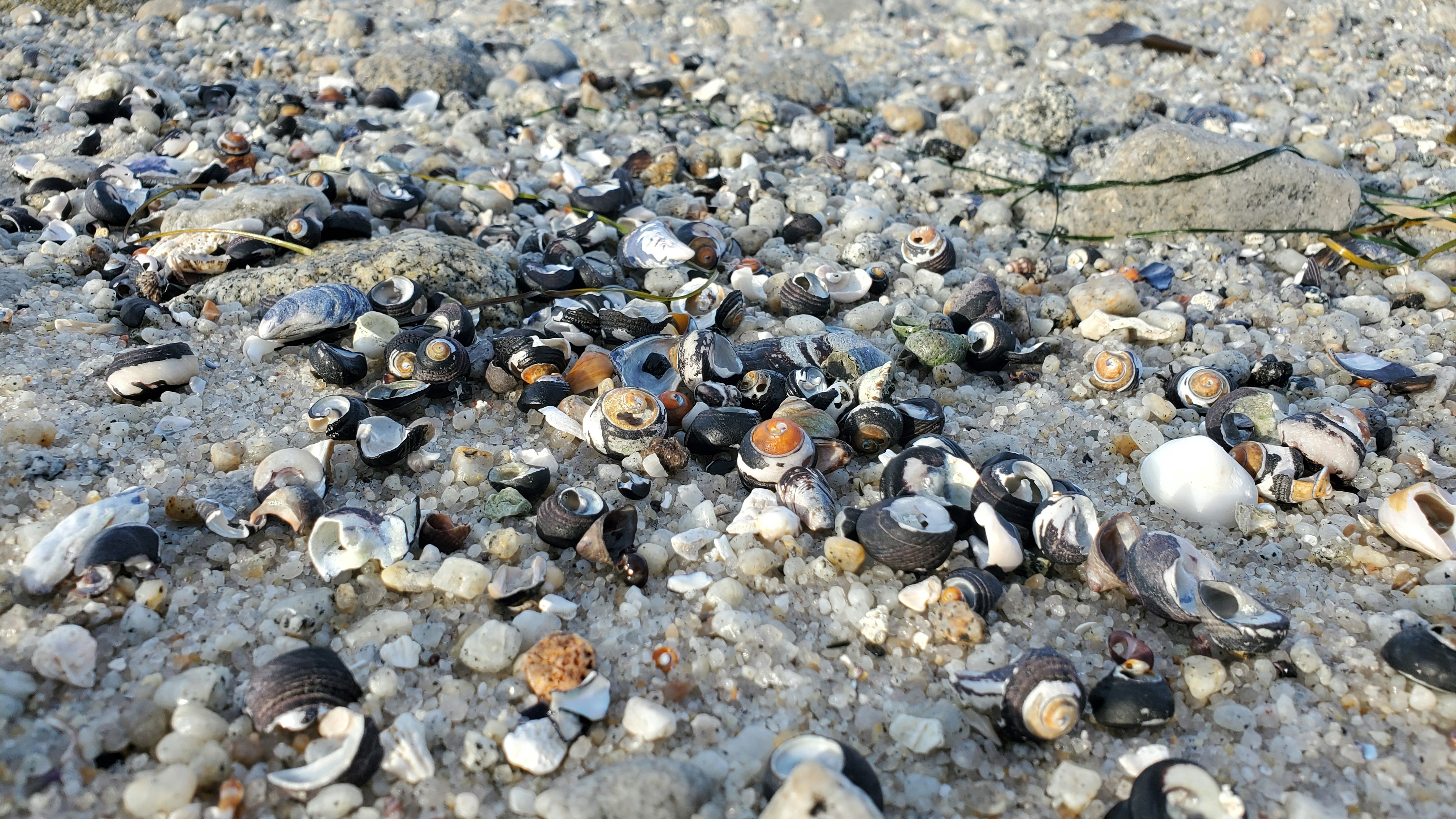 Shells at Asilomar Beach near Monterey California.