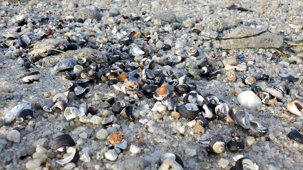 un mucchio di conchiglie che sono sulla sabbia