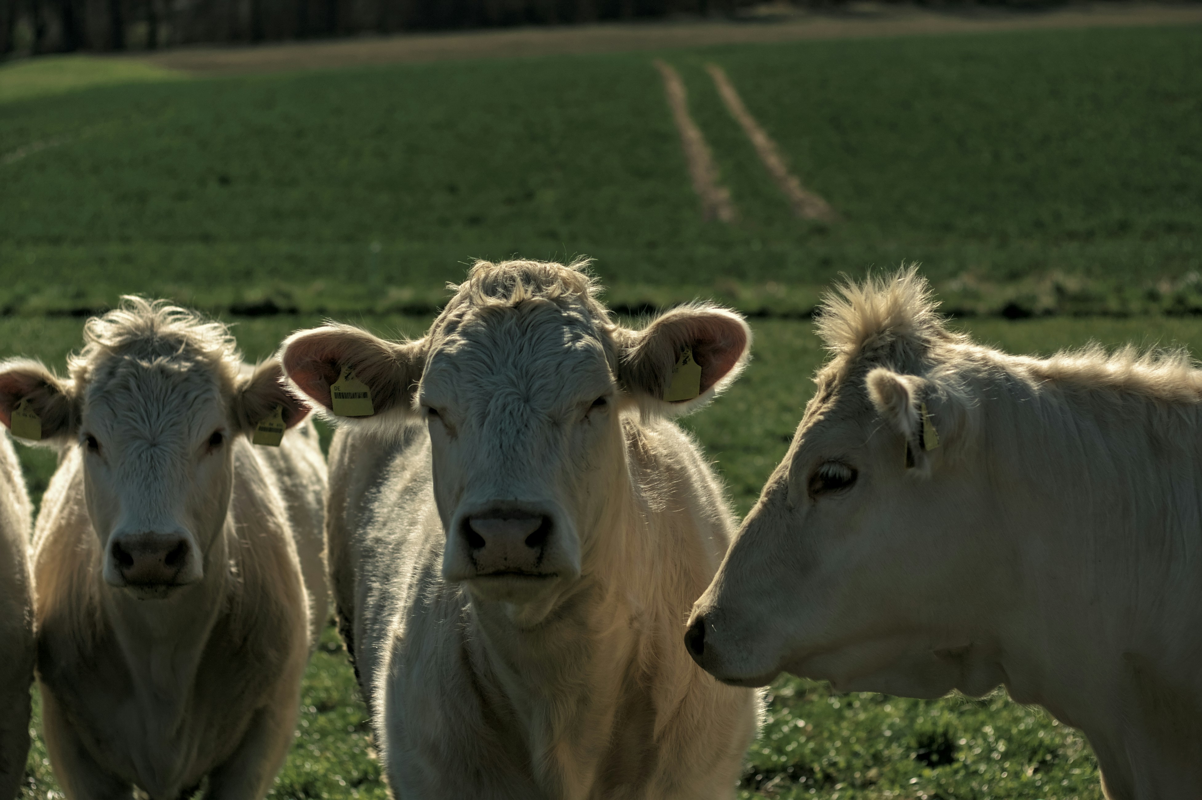 a herd of cattle standing on top of a lush green field