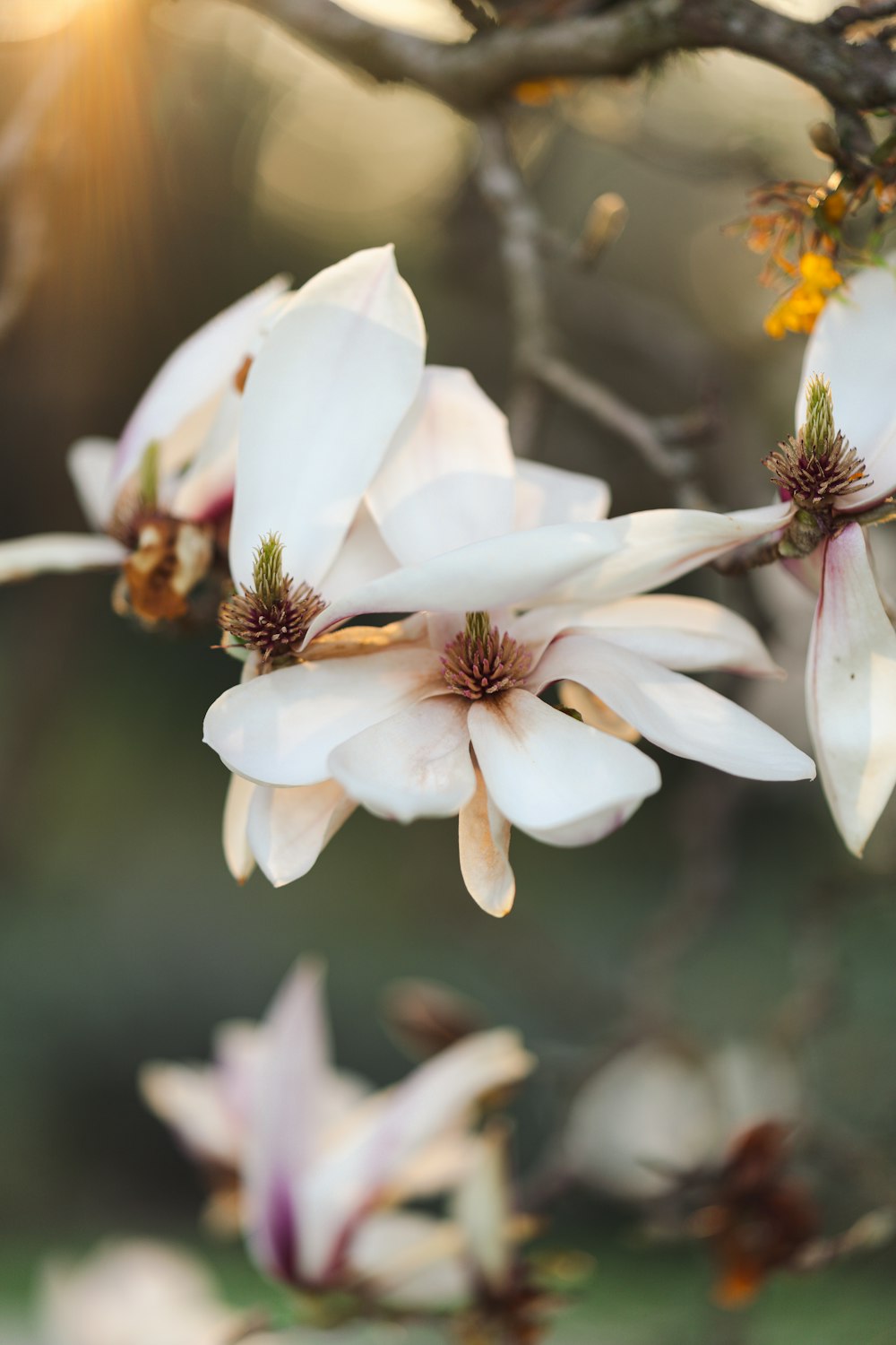 Un primer plano de una flor en la rama de un árbol