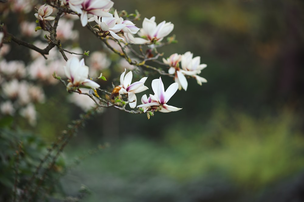 a branch of a tree with white flowers