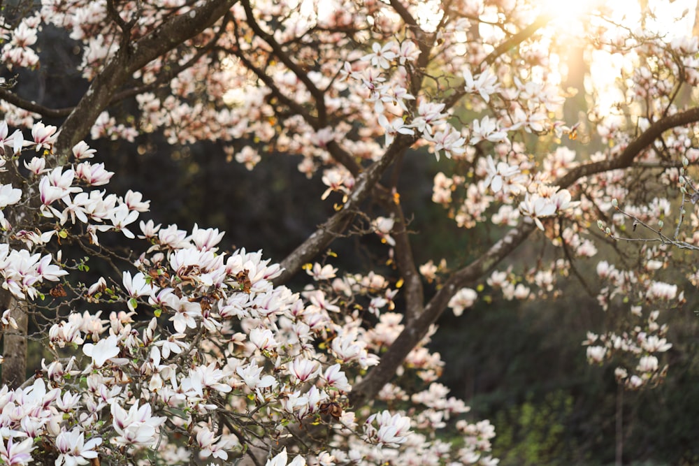 a tree filled with lots of white flowers