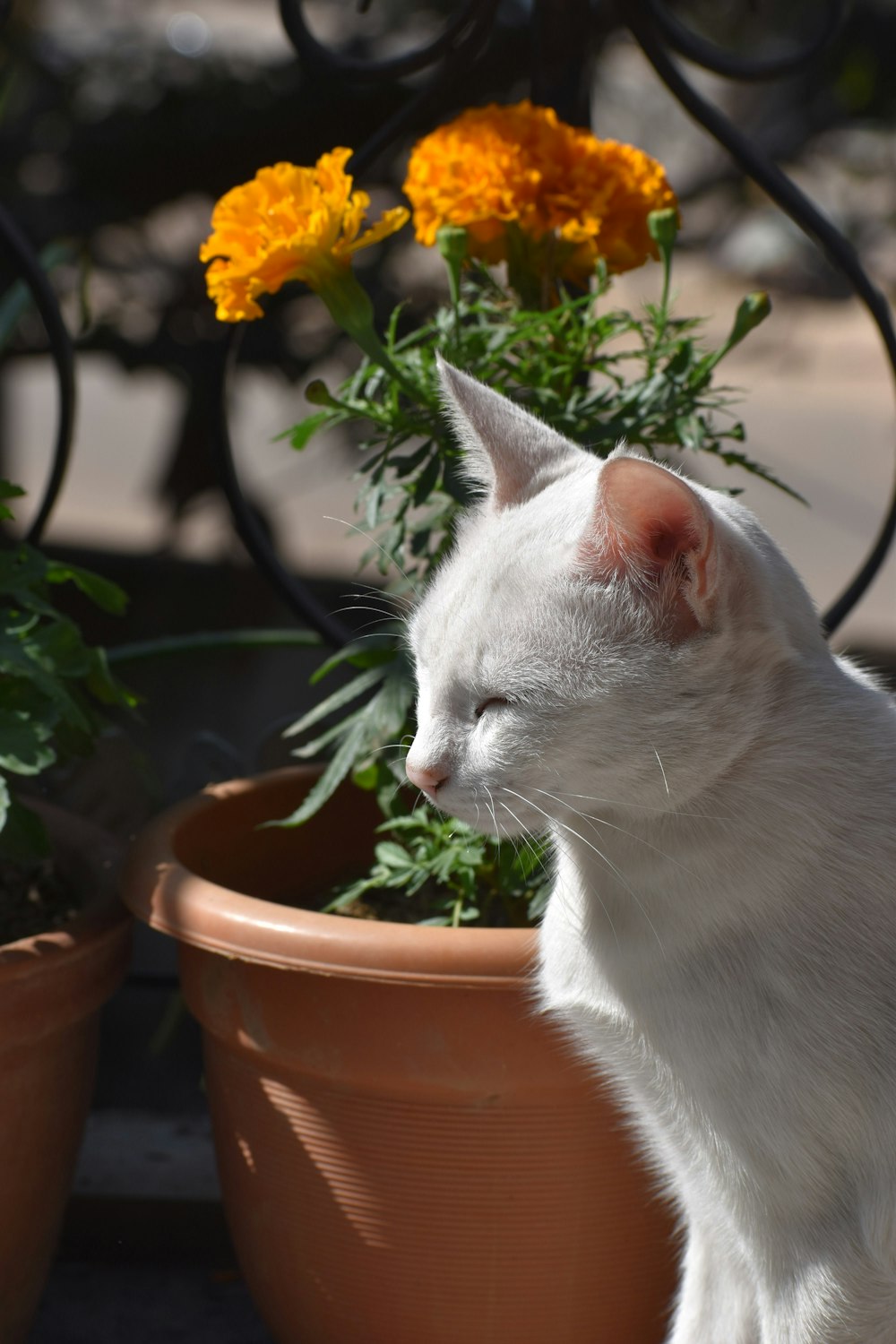 a white cat sitting in front of a potted plant